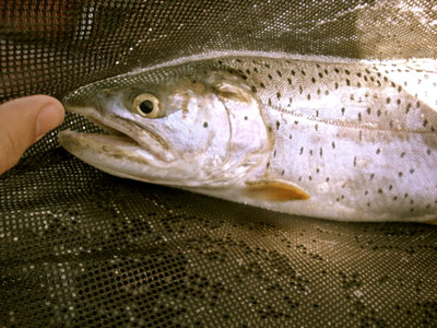 fish